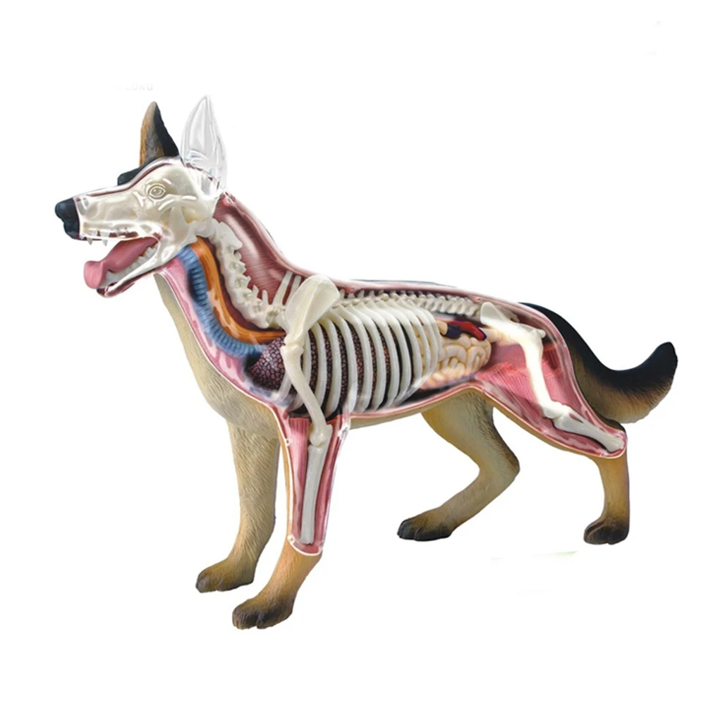 Anatômica Cachorro Modelo De Cão De Quebra-Cabeça Brinquedo De Montagem De Biologia Animal Órgão Anatômico Modelo Veterinário Modelo De Ensino